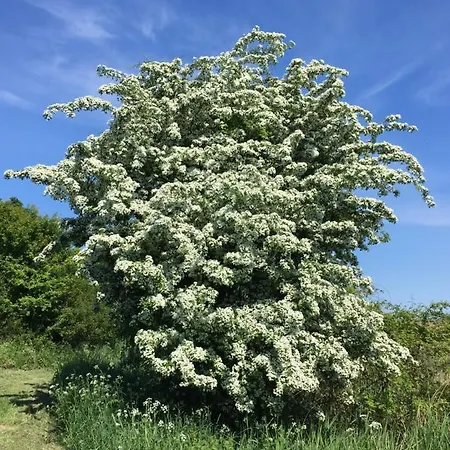 Am Haff Stolpe auf Usedom